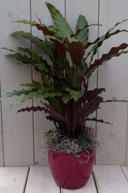 Calathea rot Blatt rot Topf 40 cm Gärtner Natürlich Warentuin natuurlijk