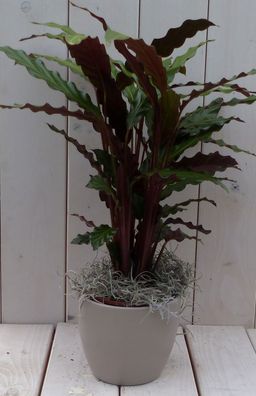 Calathea rot Blatt taupe Topf 40 cm Gärtner Natürlich Warentuin natuurlijk