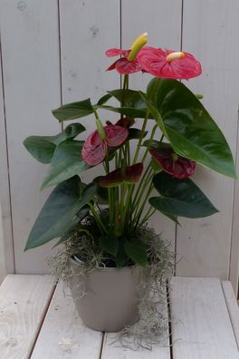 Flamingopflanze Anthurium rot in taupefarbenem Topf 40 cm Naturally Warentuin nat