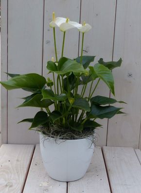 Flamingo Pflanze Anthurium weiß in weißem Topf 40 cm Garten Geschichte Warentuin