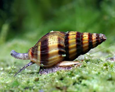 Raubschnecke - Clea helena (Anentome helena)