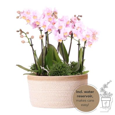 Kolibri Orchids rosa Pflanzenset im Baumwollkorb inkl. Wassertank drei rosa Orchid