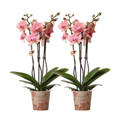 Kolibri Orchids KOMBI Angebot von 2 Phalaenopsis Orchideen - Pirate Picotee