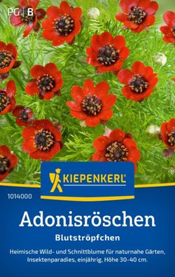 Adonisröschen Blutströpfchen, Wild- und Schnittblume für naturnahe Gärten