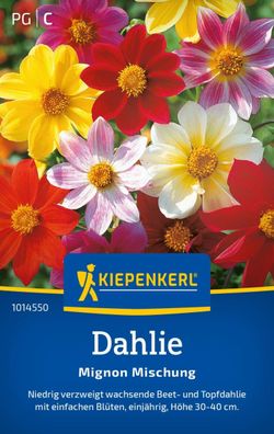 Dahlie Mignon Mischung, niedrig verzweigt wachsende Beet- und Topfdahlie