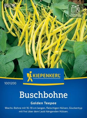 Buschbohne Golden Teepee, Wachs-Bohne mit langen, fleischigen Hülsen,