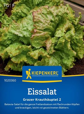 Eissalat Grazer Krauthäuptel 2, knackig - Batavia-Salat - für die ganze