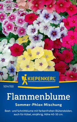 Flammenblume Sommer-Phlox Mix, Beet- u Schnittblume - Kübelgeeignet - Höhe