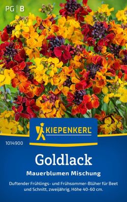 Goldlack Mauerblumen Mischung, duftender Frühlings- und Frühsommer-Blüher für