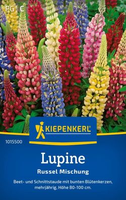 Lupine Russel Mischung, Beet- und Schnittstaude - bunte Blütenkerzen - Höhe