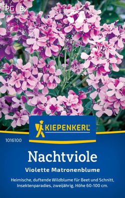 Nachtviole Violette Matronenblume, heimische Wildblumen - für Beet und