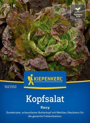 Kopfsalat Roxy, dunkelroter Butterkopf - schossfest - Mehltau-Resistenz,
