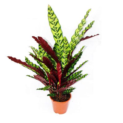 XXL-Schattenpflanze mit ausgefallenem Blattmuster Calathea lancifolia 17cm Topf