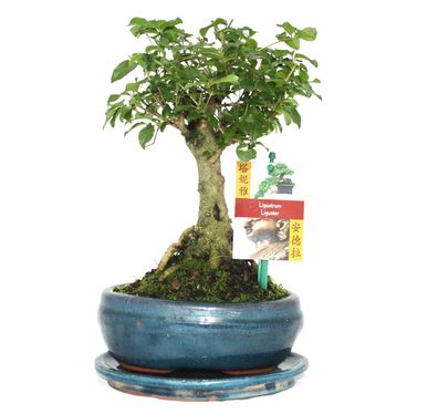 Bonsai Chin. Liguster - Ligustrum sinensis - ca. 6 Jahre - Kugelform