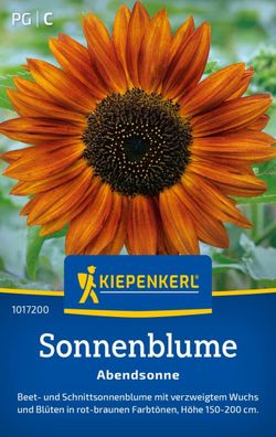Sonnenblume Abendsonne, Beet- und Schnittblume - verzweigter Wuchs - Höhe