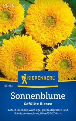 Sonnenblume gefüllte Riesen, gefüllt blühend, großblütige Beet- und