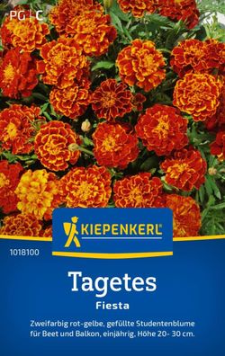 Tagetes Fiesta, zweifarbig - gefüllte Studentenblume für Beet und Balkon