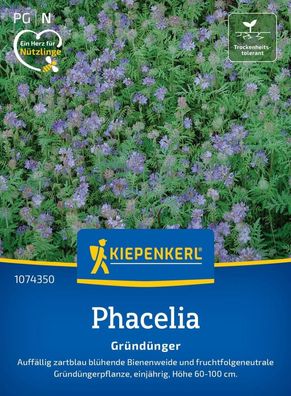 Phacelia Bienenfreund, zartblau blühende Bienenweide - fruchtfolgeneutral