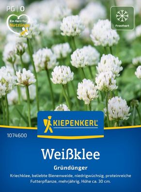 Weißklee Kriechklee, beliebte Bienenweide - niedrigwüchsig - proteinreiche