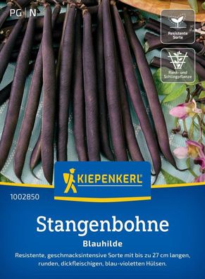 Stangenbohne Blauhilde, resistente geschmacksintensive Sorte, dickfleischig,