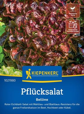 Pflücksalat Bellino (Schnittsalat), roter Eichblatt-Salat mit Resistenzen