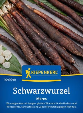 Schwarzwurzel Meres, Wurzelgemüse für die Herbst- u Winterernte - schossfest