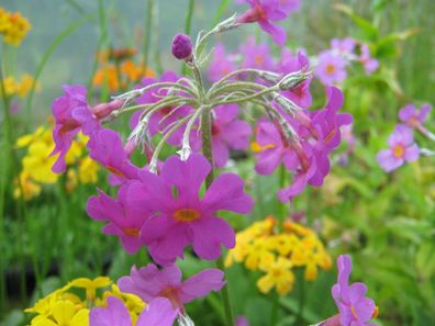 10 Samen Japanprimel Primula japonica Primel Teichpflanze, SumpfPrimel, Teich