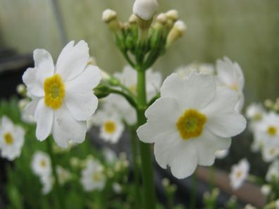 10 Samen Japanprimel weiss Primula japonica Primel Teichpflanze, SumpfPrimel, Teich