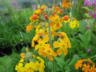 10 Samen Etagenprimel Primula bulleyana Primel Teichpflanze, SumpfPrimel, Teich