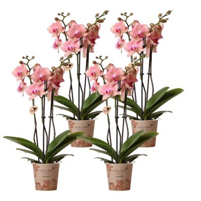 Kolibri Orchids KOMBI-ANGEBOT von 4 Phalaenopsis-Orchideen - Pirate Picotee