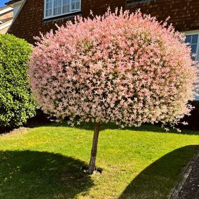 Harlekinweide - Salix integra Hakuro Nishiki - Zierweide - Gehölz - winterhart