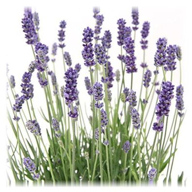 Lavandula angustifolia Staude Lavendel Gartenpflanze