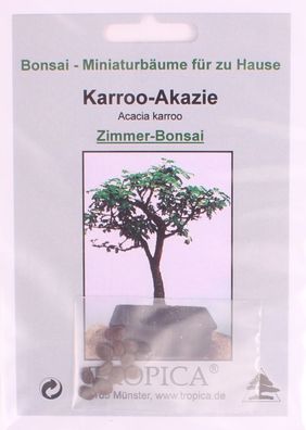 Bonsai - 10 Samen Karroo-Akazie - Acacia karroo 90129