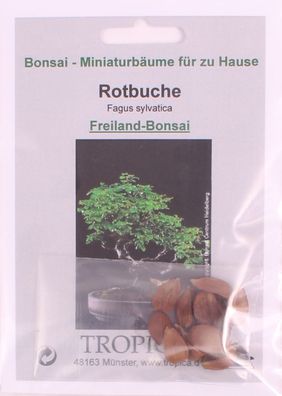 Bonsai - 10 Samen Rotbuche - Fagus sylvatica 90126