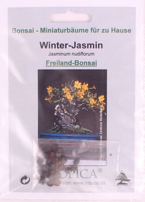 Bonsai - 25 Samen Winter-Jasmin - Jasminum nudiflorum 90130