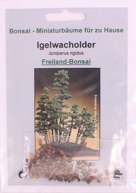 Bonsai - 30 Samen Igelwacholder - Juniperus rigida 90122