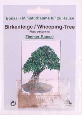 Bonsai - 100 Samen Birkenfeige - Ficus benjamina 90123