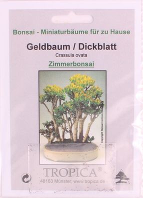 Bonsai - 100 Samen Geldbaum/Dickblatt - Crassula ovata 90127