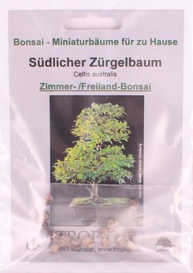 Bonsai - 15 Samen Südlicher Zürgelbaum - Celtis australis 90124