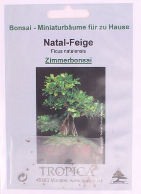 Bonsai - 20 Samen Natalfeige - Ficus natalensis 90121