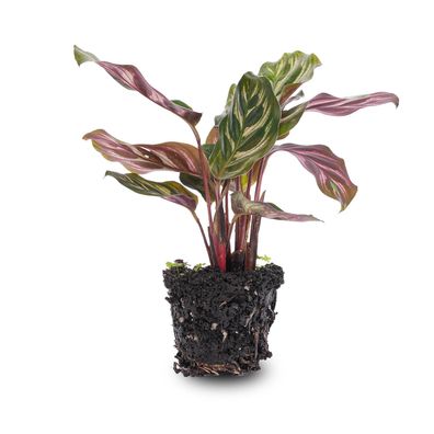 Calathea Makoyana - Pauwenplant - Ø6cm - 15cm - Zimmerpflanze - Immergrün