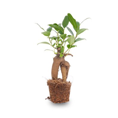 Ficus Ginseng bonsai - Microcarpa - Ø6cm - 10cm - Zimmerpflanze - Immergrün