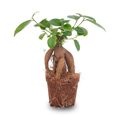 Ficus microcarpa ginseng bonsai - Ø9cm - 15cm - Zimmerpflanze - Immergrün