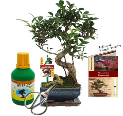 Geschenkset Bonsai "Ficus" - Chinesischer Feigenbaum - ca. 6 Jahre alt - Anfänger-Set