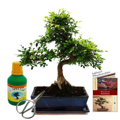 Bonsai - Ulmus parviflora - ca. 12-15 Jahre - 30cm Schale - Geschenkset mit Dünger