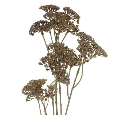 GASPER Schafgarbe - Achillea Braun 73 cm - Kunstblumen