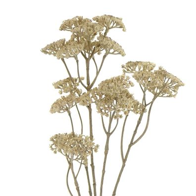 GASPER Schafgarbe - Achillea Beige 73 cm - Kunstblumen