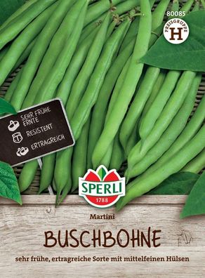Buschbohne Martini, sehr frühe ertragreiche Sorte, resistent