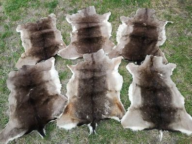 Damwild Bambi Damwild Reh Wild Damhirsch HirschFell Larp Mittelalter Grau 2. Wahl