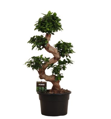 Ficus Microcarpa Ginseng - Ø23cm - 80cm - Zimmerpflanze - Immergrün